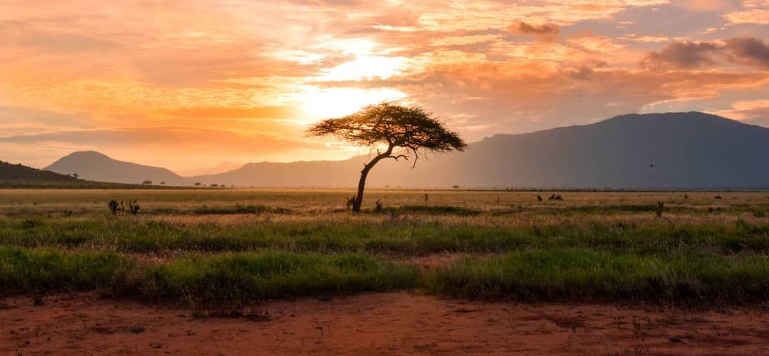 The African BioGenome Project: What It Means For Africa.